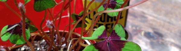 Graf.beer Top 5 alkoholfreie Biere